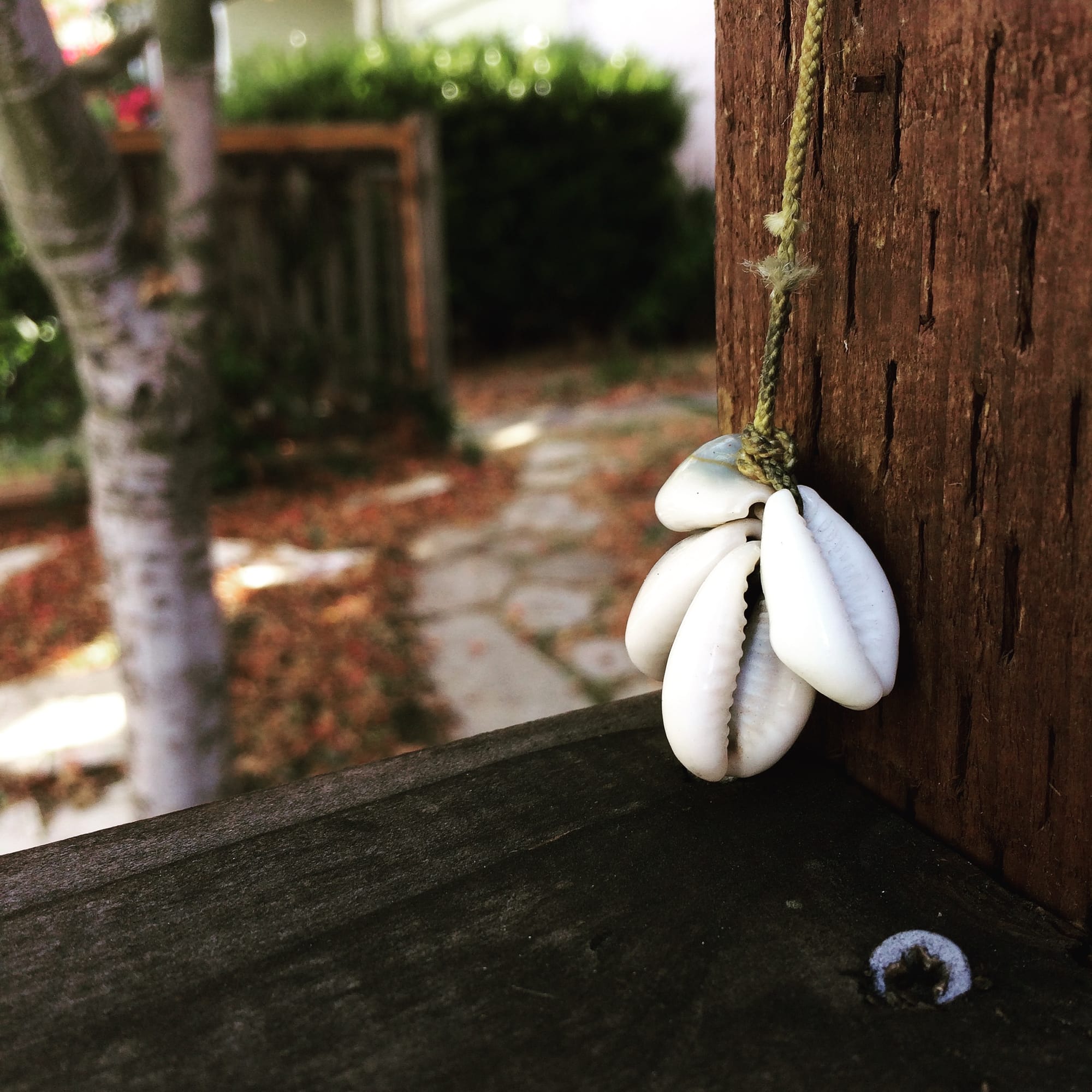 Four cowry shells tied to a string and secured with knots dangle on a wooden fence post. In the background there is a tree trunk.